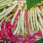 Légumes Secs - Haricot Nain à Ecosser Canadian Wonder (type Rognon de Coq) - 10 m - Cuisine du Monde - face recto